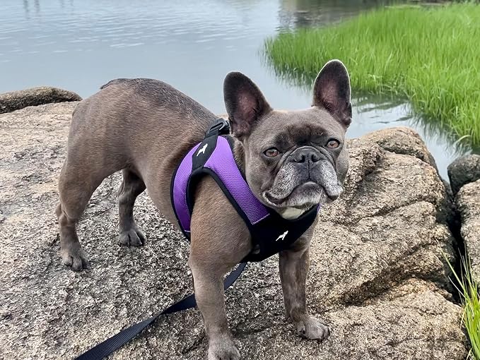 Gooby Escape Free Easy Fit Dog Harness, Step-in, Purple, Small | Patented escape-free frame; Contracts if they back out; Step-in easy on/off; Machine washable; Light POM leash ring - Image 7