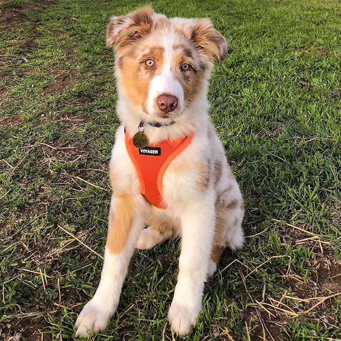 Voyager Step-in Air Dog Vest Harness - Orange, X-Large | 20.5 - 23" in Chest, Reflective Bands, All Weather Breathable Air Mesh, Cats Compatible, Lightweight, Fast Drying - Image 2