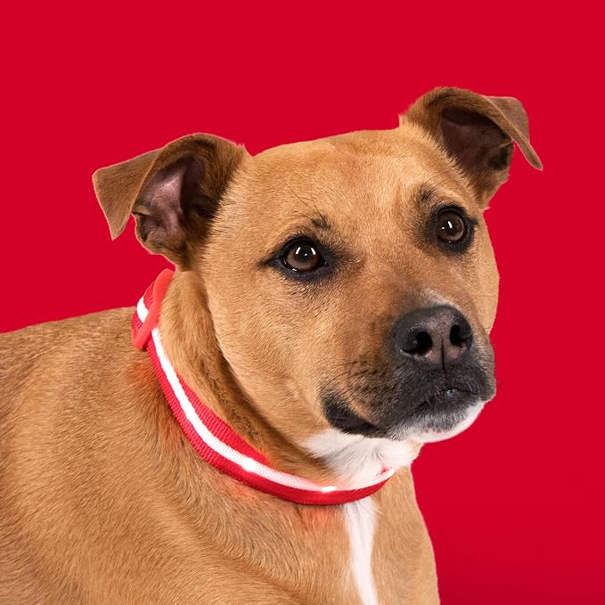 Blazin Light Up Dog Collar - The Original LED Dog Collar - USB Rechargeable - Waterproof - 1,000 Feet of Visibility - Dog Collar Light for Small, Medium, Large Dogs - USA Brand - Image 8