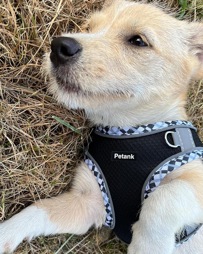 Petank Dog Harness for Small Medium Dogs No Pull, Puppy Harness and Leash Set, Step in Dog Harness for Walking, Running, Training(Black, S) - Image 2