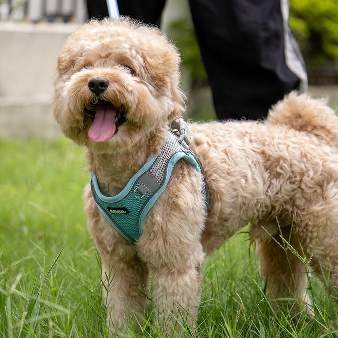 AIITLE Medium Dog Harness and Leash Set, Step-in Puppy Pet Vest, Blue L | Light, Soft, Breathable Air Mesh, Escape-Proof, Easy on and Remove with Hook & Loop, Secure Reflective for Walking - Image 4