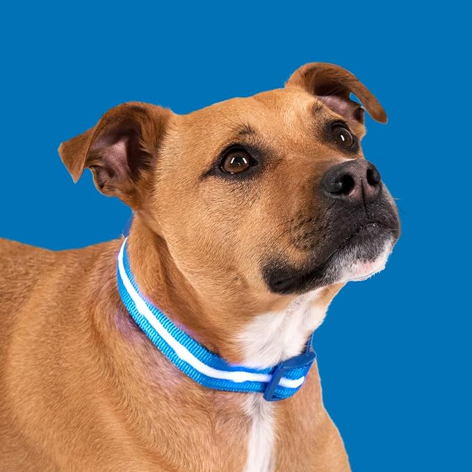 Blazin Light Up Dog Collar - The Original LED Dog Collar - USB Rechargeable - Waterproof - 1,000 Feet of Visibility - Dog Collar Light for Small, Medium, Large Dogs - USA Brand - Image 9