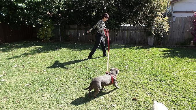 Dog Leash 8ft Long - RED - Traffic Padded Two Handle - Heavy Duty - Double Handles Lead for Control Safety Training - Leashes for Large Dogs or Medium Dogs - Dual Handles Leads - Image 4