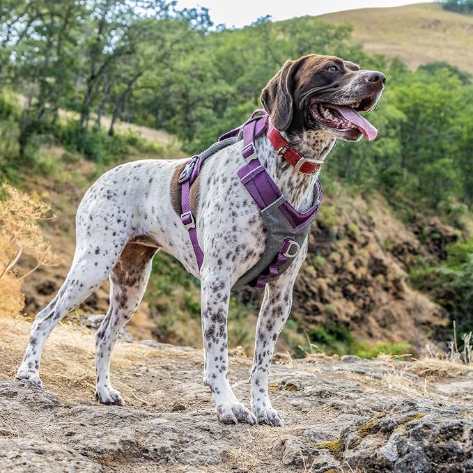 Kurgo Journey Air Dog Harness, Purple, Small | Padded Chest, Ripstop Outer & Breathable Mesh, Back Assist Handle, Rust-Free Aluminum Hardware, Reflective Trim - Image 2