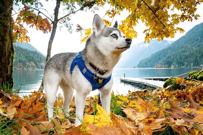 EcoBark Step in Dog Harness - Reflective Soft Luxurious Mesh Dog Harnesses for XXS, XS, Small, and Medium Dogs - Eco-Friendly Comfort Secure Halter No Pull Adjustable Pet Vest (Royal Blue, XS) - Image 3
